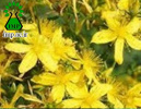 رفع سوختگی و تسکین درد با مصرف روغن هوفاریقون (Hypericum perforatum)