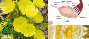 تأثیر روغن گل مغربی بر سندرم تخمدان پلی کیستیک Evening primrose