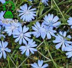 کاربردهای درمانی کاسنی ( Cichorium intybus L )